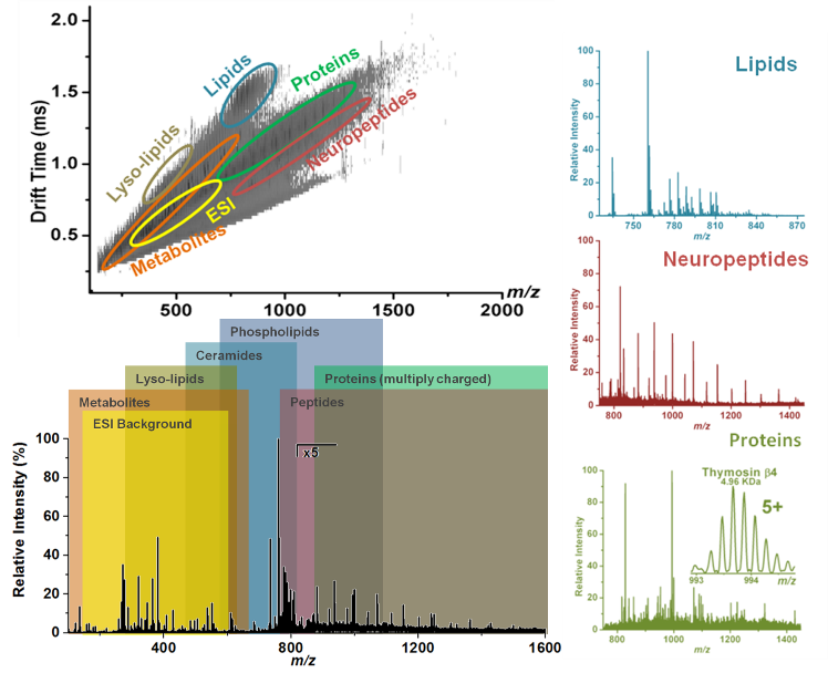 Utility of ion

          mobility separation in combination with ambient ionization

          mass spectrometry