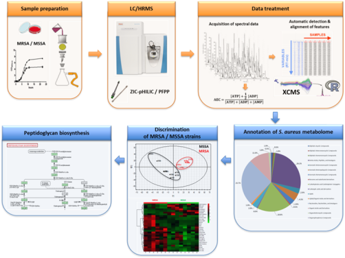 Development
















                                                          of liquid
                                                          chromatography
                                                          coupled to
                                                          high
                                                          resolution
                                                          mass
                                                          spectrometry
                                                          methods for
                                                          metabolomics