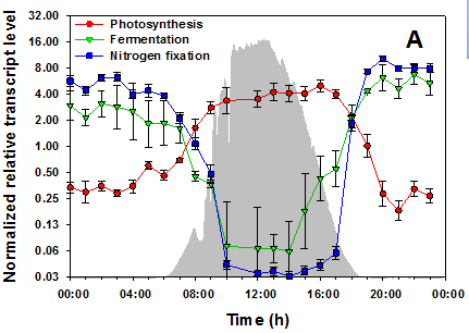 Transcription patterns of genes involved in
              photosynthesis, fermentation, and nitrogen fixation