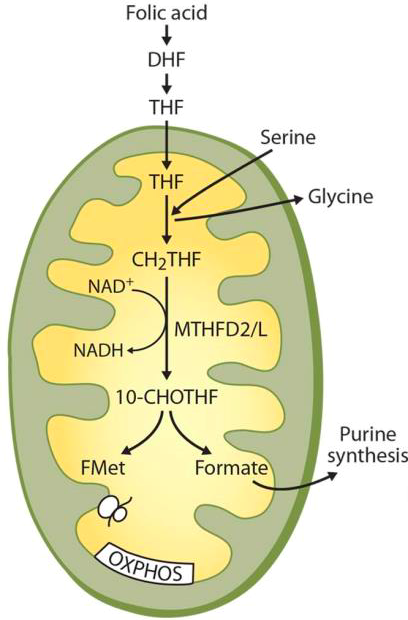 Schematic overview of mitochondrial 1C-cycle