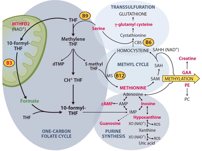 Schematic picture of 1C

          metabolism with changed metabolites in Deletor muscle