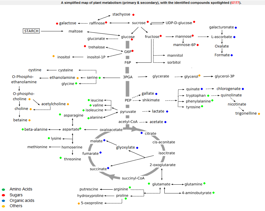 A simplified map of
        plant metabolism (mainly primary)