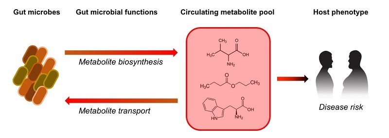 Metabolome as an

          intermediate phenotype linking gut microbiota & disease

          phenotypes