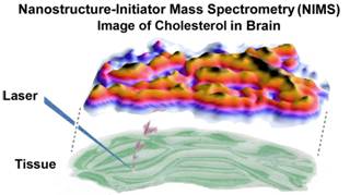 An image of intact cholesterol
        metabolites generated from a brain tissue slice